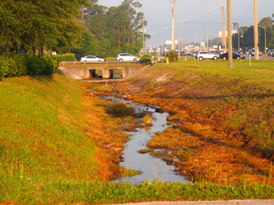 [Image of a stormwater drainage ditch with at least 10 foot high grassy hillsides on either side of the water meandering through the middle. The mallard is so far away in the image it literally is just a dark dot in the middle of the water. In the background are cars atop the bridge over the drainage area.]